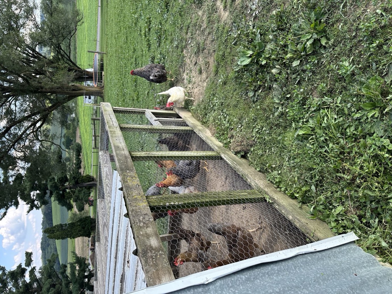 Chicken coop with pasture and rolling farmland behind